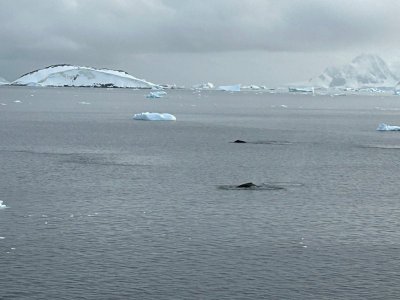 Day 6 whales 2.jpg