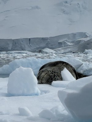 Day 6 leopard seal 1.jpg