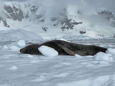Day 6 leopard seal.jpg