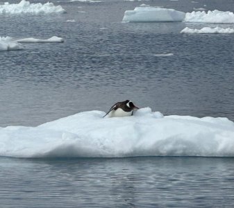 Day 6 solitary penguin on ice.jpg