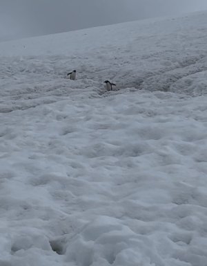 Day 6 penguin hill.jpg