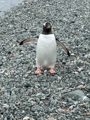 Day 6 penguin welcome.jpg