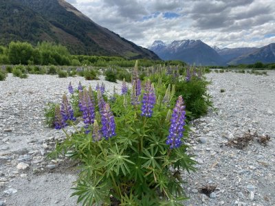 Dart river bank.jpeg