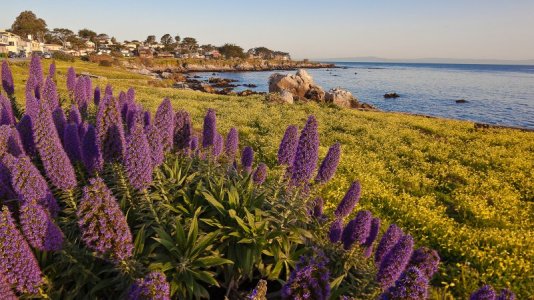 20100319094719078-Monterey.jpg