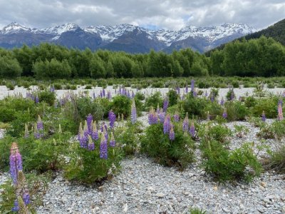 Lupines and Mts. and river oh my.jpeg