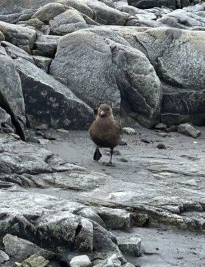 Day 7 brown skua.jpg
