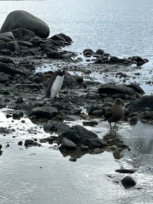 Day 7 penguin skua.jpg