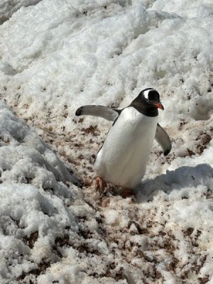 Day 7 Penguin hwy.jpg