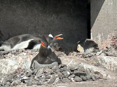 Day 7 Lockroy Penguins 1.jpg