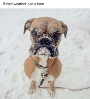 Cold Face.jpg