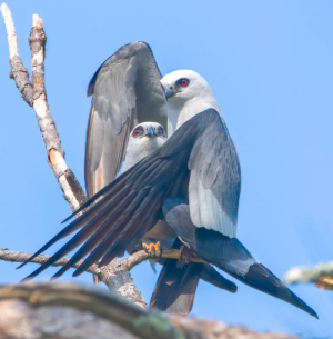 Screen Shot 2023-02-24 at 8.23.19 AM.png