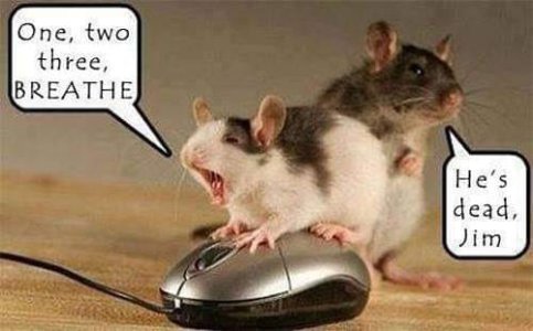 Mice.jpg