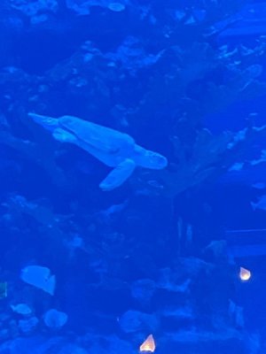 IMG_4209.JPEG