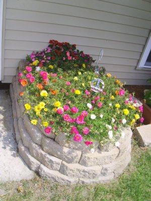 flowers,yard, August 5,2015 001.JPG