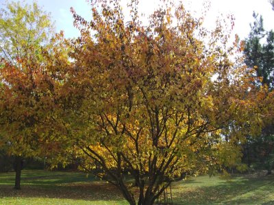 fall, 2016 002.JPG