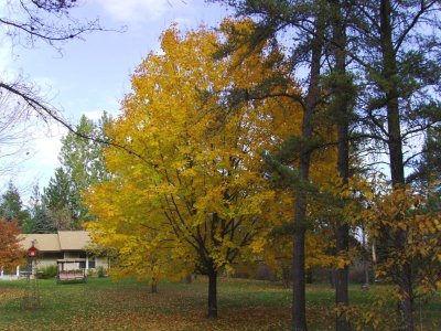 fall, 2016 012.JPG