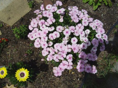 flowers, yard, June 11, 2016 013.JPG