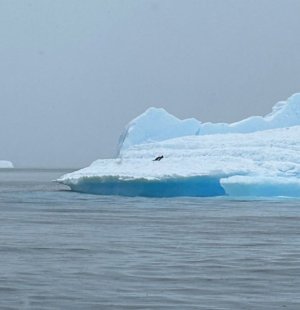 Day 8 Gentoo ice berg.jpg
