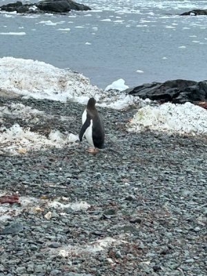 Day 9 penguin .jpg