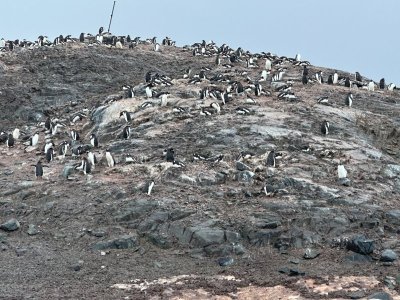 Day 9 penguin hill.jpg