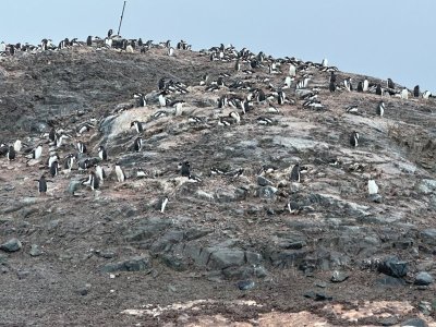 Day 9 penguin hill.jpg