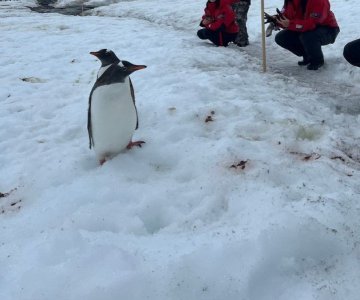 Day 9 penguins people.jpg