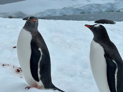 Day 9 penguins.jpg