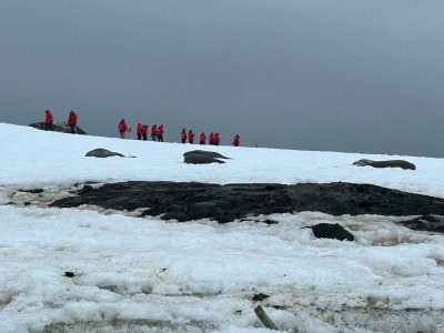 Day 9 weddells on snow.jpg