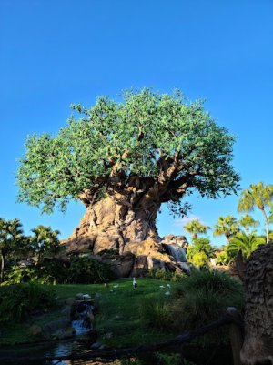 Animal Kingdom.jpg