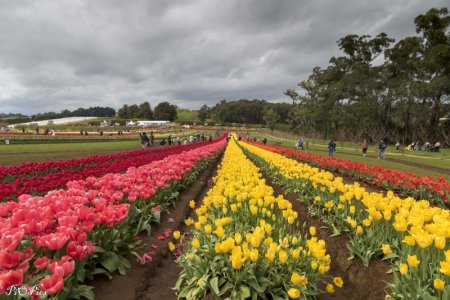 220929 Tulips-36.jpg