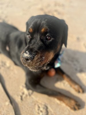 Sandy.jpg
