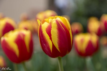 220929 Tulips-12.jpg