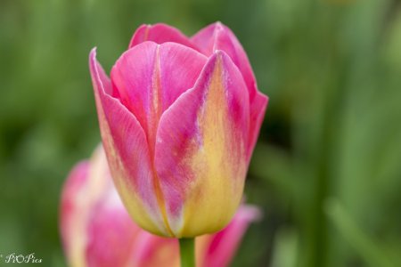 220929 Tulips-35.jpg