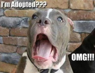 adopted.jpg