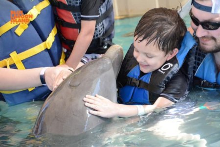 dolphins.jpg