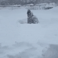 1680441451435.gif