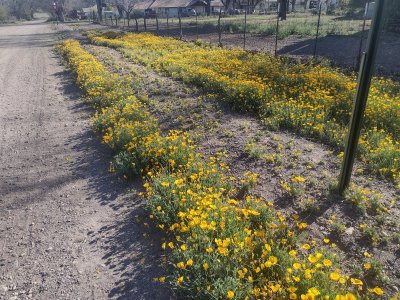 poppies.jpg