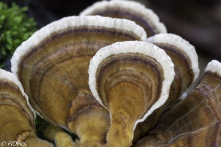170415 Fungi-49.jpg