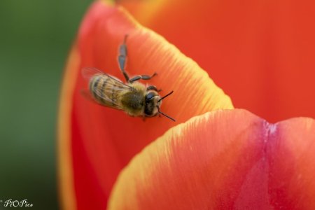 220929 Tulips-50.jpg