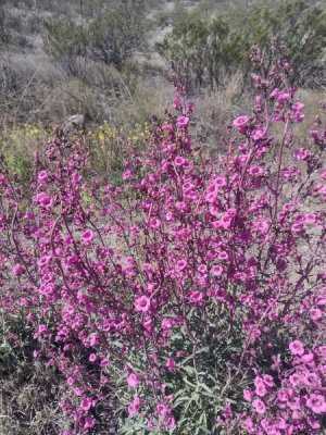 flowers.jpg
