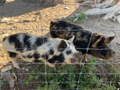 Day 13 pigs.jpg