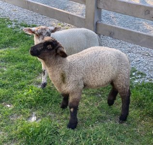 Day 13 sheep .jpg