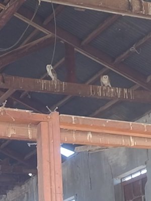barn owls.jpg