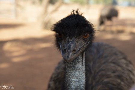 Emu1 As Is.jpg