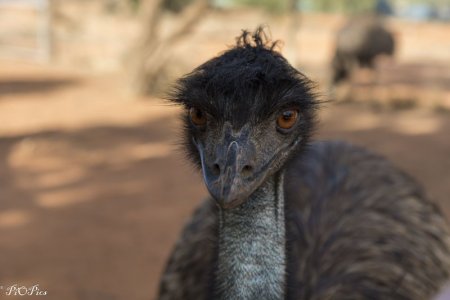 Emu2 AutoEdit.jpg