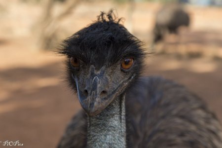 Emu2 Close Crop.jpg