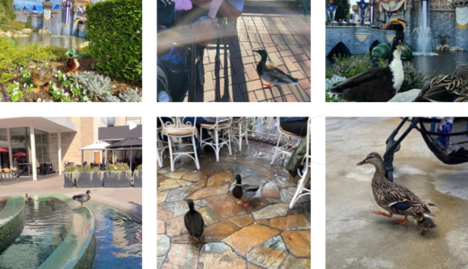 Ducks of Disneyland Insta.png