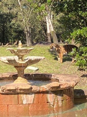 IMG_4523.JPEG