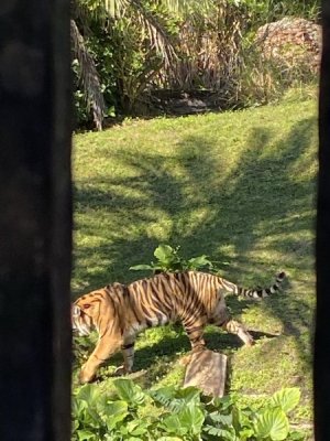 IMG_4529.JPEG