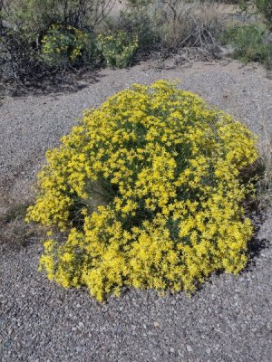 brittle bush.jpg